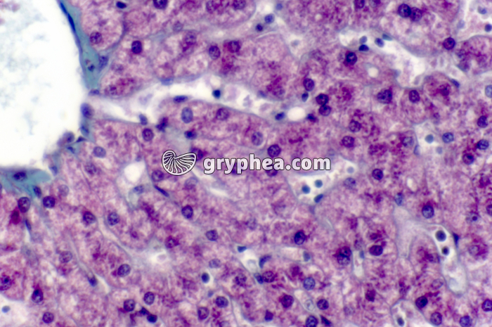 Foie de Porc x200 - gryphea.org